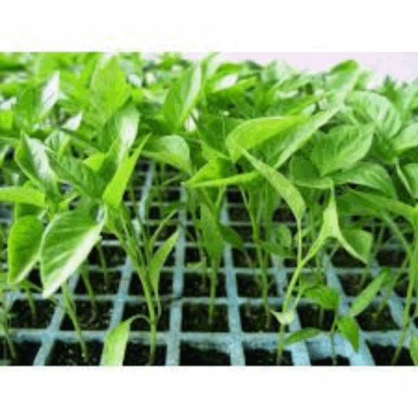 Plantón pimiento italiano