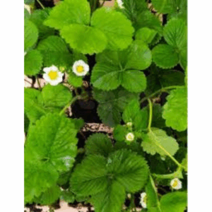 Plantón fresa