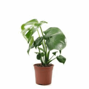 Monstera Deliciosa
