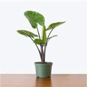 Colocasia