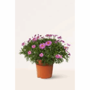 Margarita ornamental
