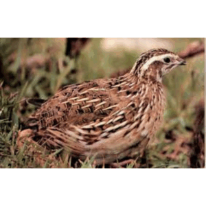 Codorniz Isabella