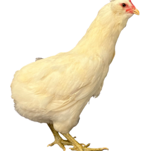 Araucana