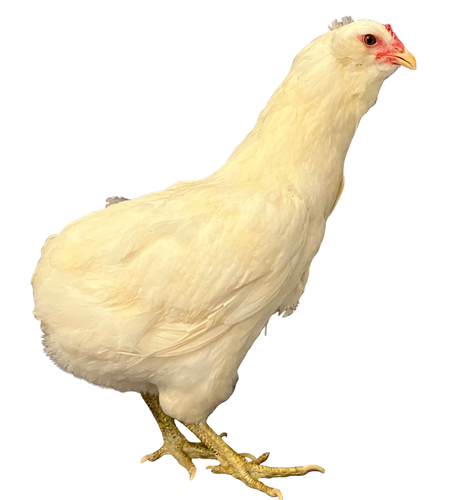 Araucana