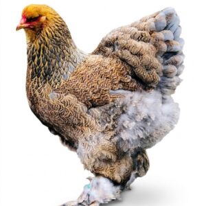 Brahma gigante