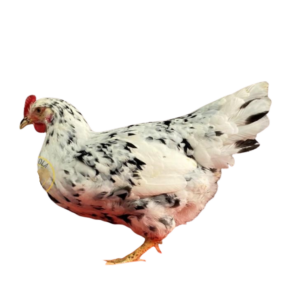 Pita pinta asturiana