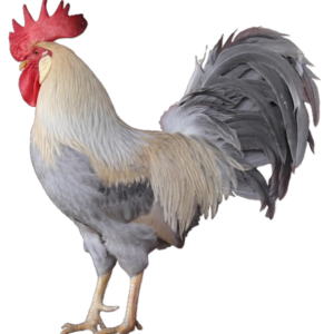 Leghorn porcelana
