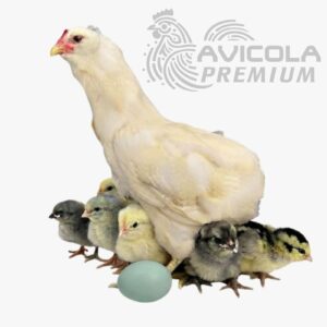 Araucana