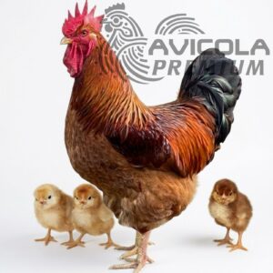 Campero broiler red