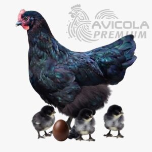 Marans