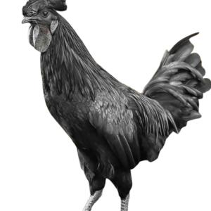 Ayam cemani