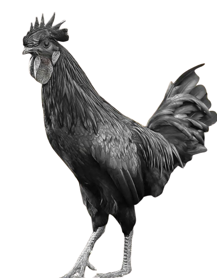 Ayam cemani