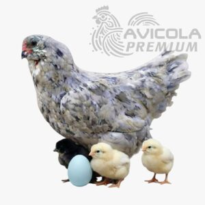 Campera Blue Egger