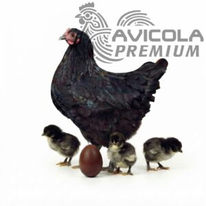 Campera Choco Egger