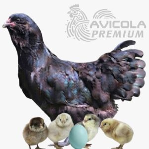 Ameraucana