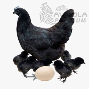 Ayam cemani
