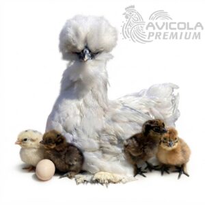 Silkie satin