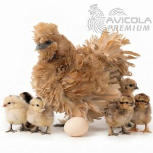 Silkie freezer